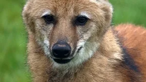 The-Fable-of-the-Wolf